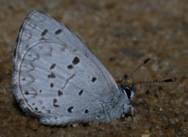 Atlantic Azure